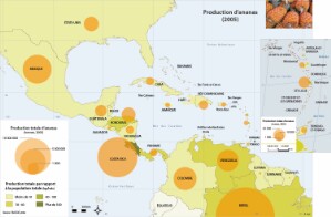 11-12-2_Agri-ananas_FR